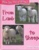 From_lamb_to_sheep