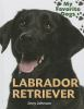 Labrador_retriever