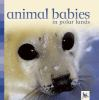Animal_babies_in_polar_lands