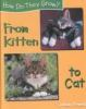 From_kitten_to_cat