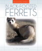 Black-Footed_Ferrets