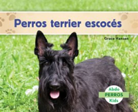 Perros_Terrier_Escoc__s__Scottish_Terriers_